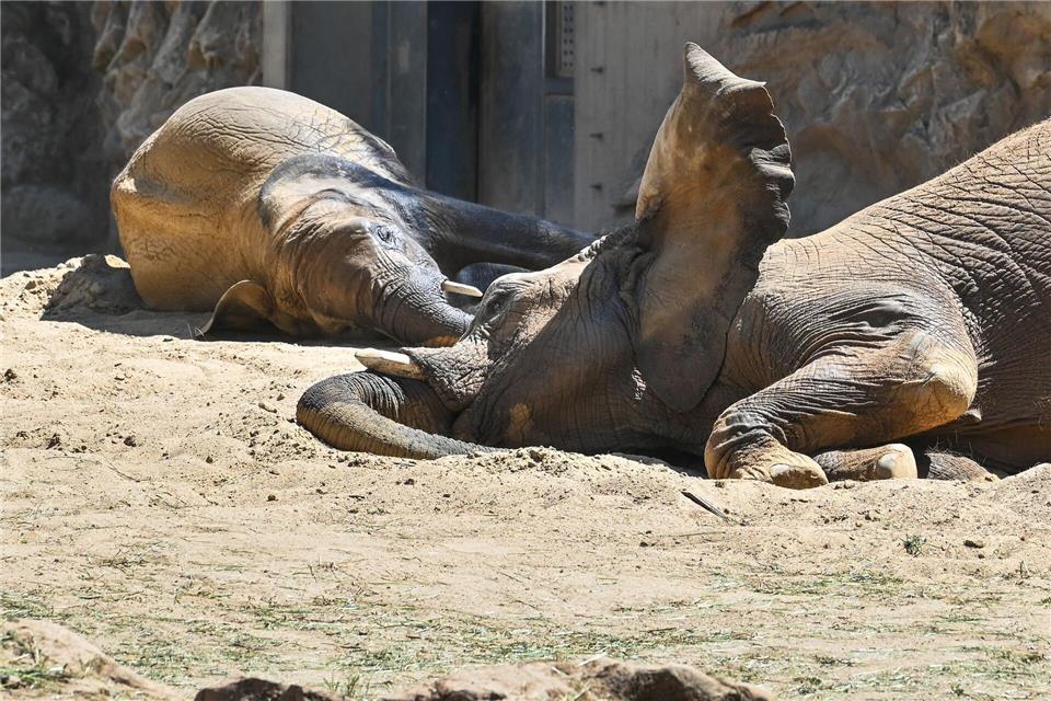 Ab dem 27. Juni ist die fünfköpfige Elefantenfamilie im Berliner Tierpark zu sehen. Heiko Rebsch/dpa