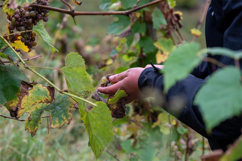 Ab der Obermosel ist es jetzt so weit: Die Weinlese beginnt. (Symbolbild)Harald Tittel/dpa