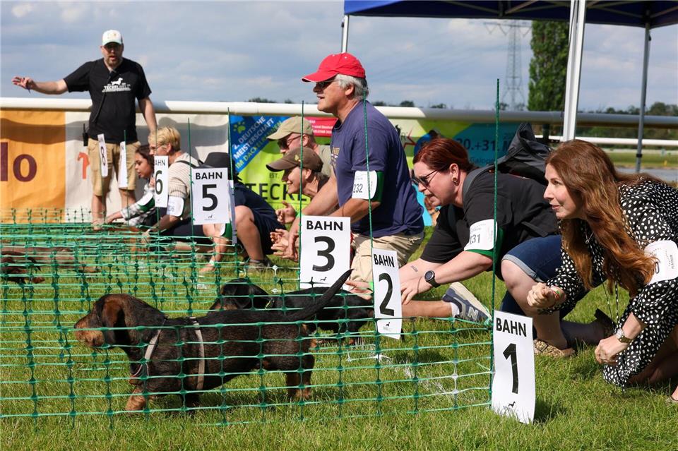 Ab geht’s - jeweils acht Dackel starten in den Vorläufen der 2. Deutschen Meisterschaft im Dackelrennen, die in Magdeburg stattfindet. Peter Gercke/dpa