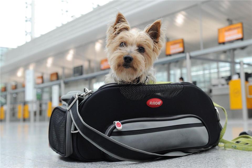 Ab in die Tasche: Kleine Hunde können mitunter in der Kabine mitfliegen.Tobias Hase/dpa-tmn