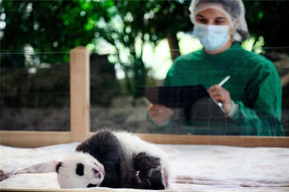 Ab jetzt können die beiden kleinen Panda-Bärchen abwechselnd beim Heranwachsen beobachtet werden.Bernd von Jutrczenka/dpa