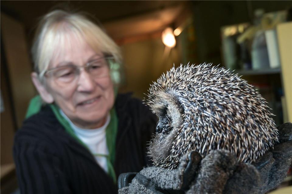 Abends werden die nachtaktiven Igel gefüttert.Heiko Rebsch/dpa