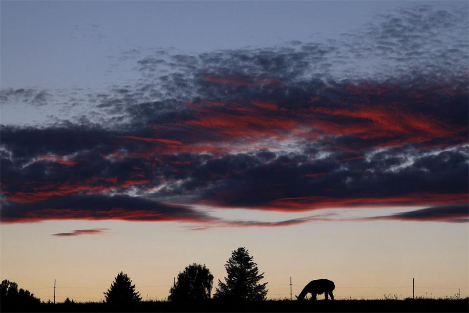 Abendstimmung im Allgäu. Lama grast auf der WeideKarl-Josef Hildenbrand/dpa