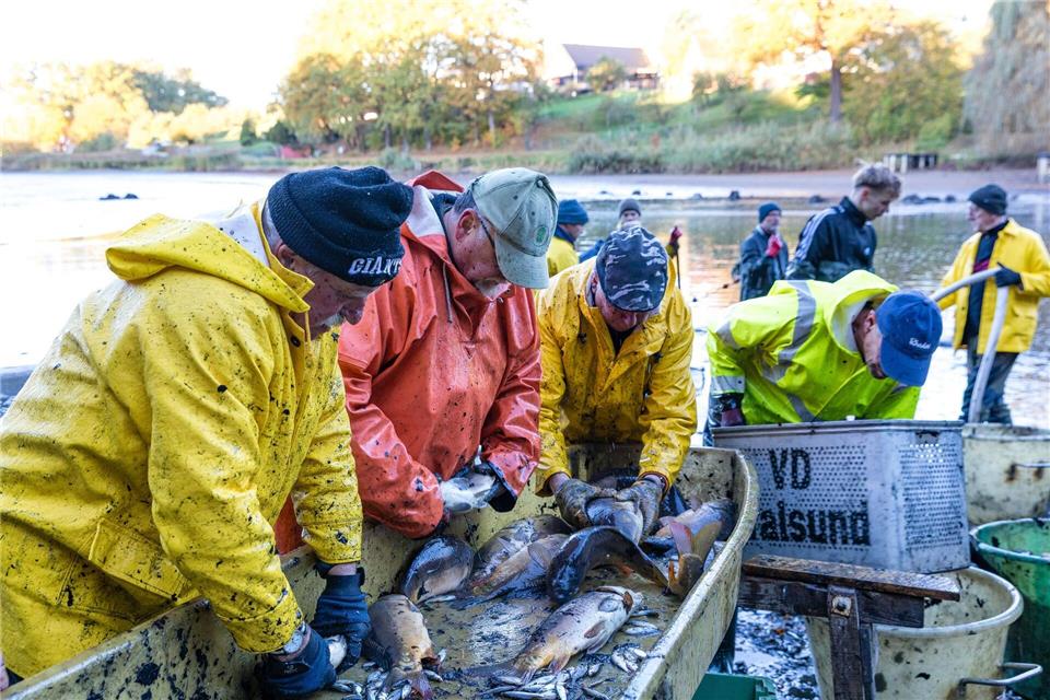 Bilder des Tages Abfischen am Dorchesee bringt reiche BeuteFrank Hammerschmidt/dpa