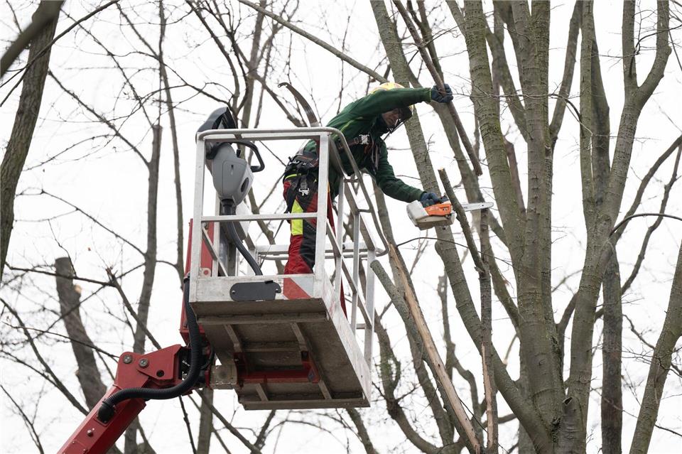 Abgestorbene Äste und geschwächte Bäume sind der Hauptgrund für die Wegesperrungen im Großen Garten.Sebastian Kahnert/dpa