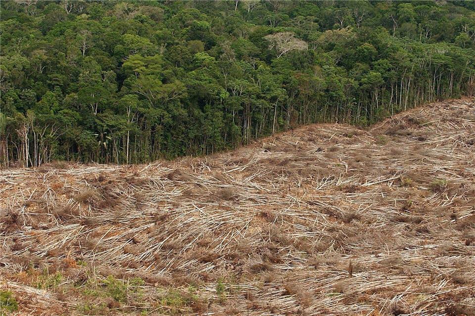 Abholzung des Regenwalds im Amazonasgebiet in Brasilien.Marcelo Sayao/epa efe/dpa