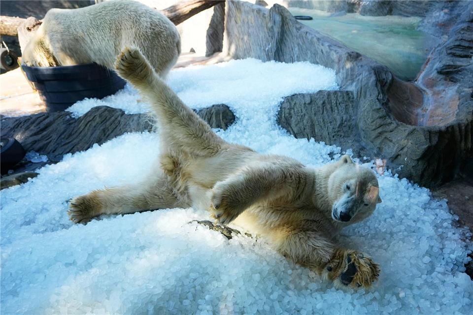 Abkühlung für Eisbären im ZooPetr David Josek/AP/dpa