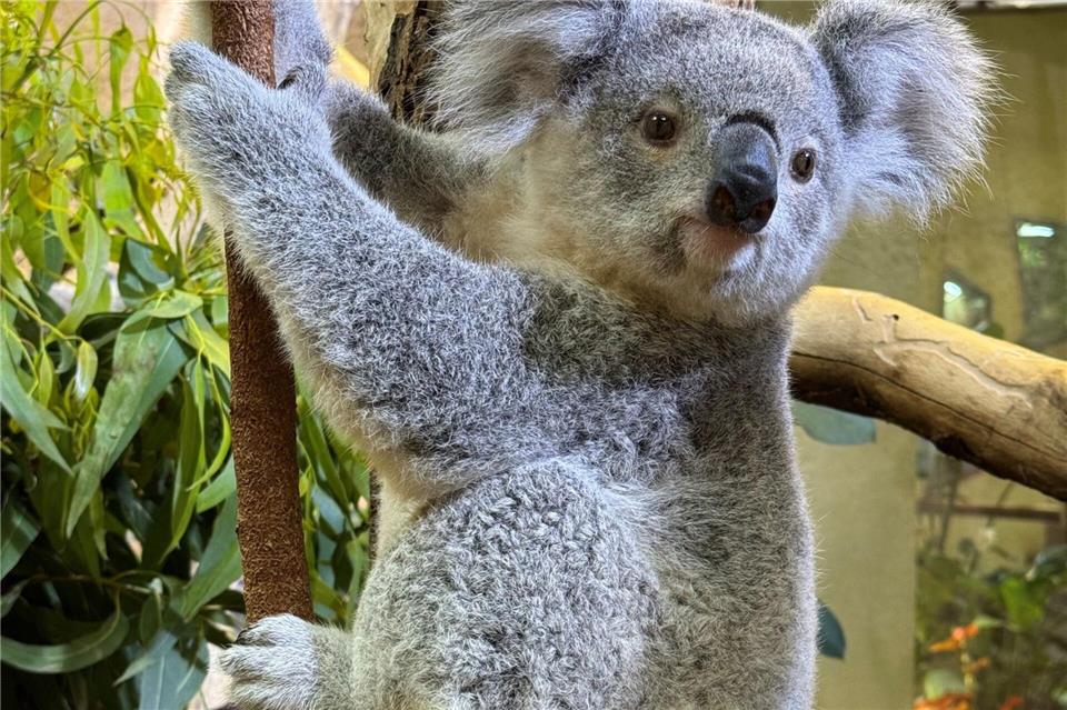 Abschied aus Dresden: Das 2024 geborene Koala-Jungtier zieht nach Duisburg um.-/Zoo Dresden/dpa