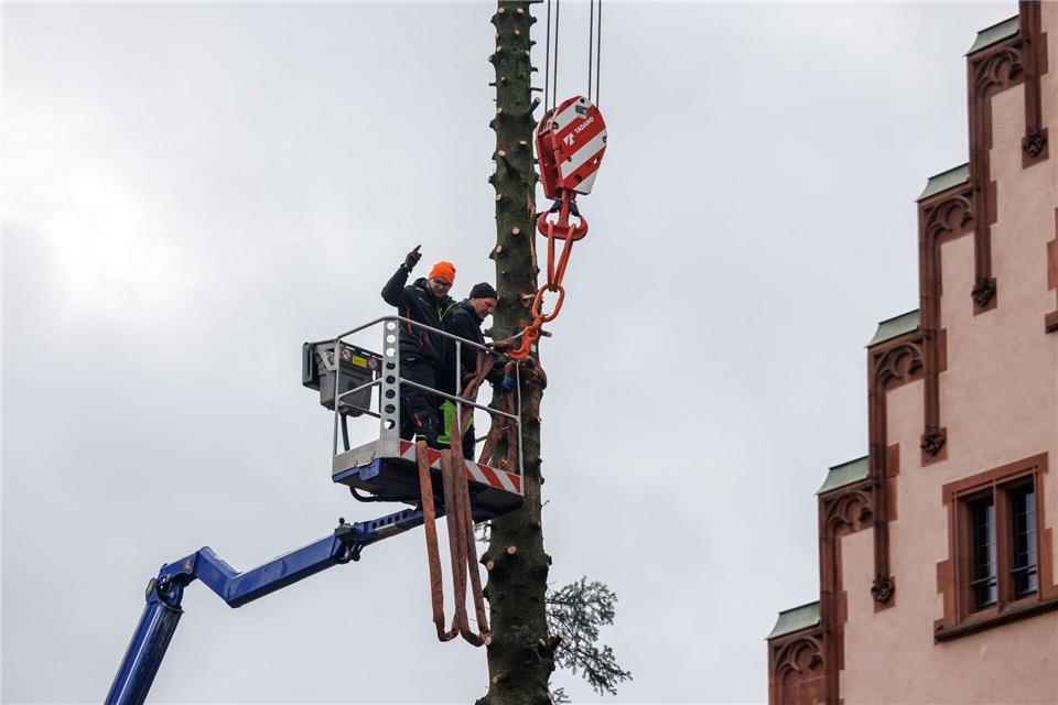 Abschied vom ehemaligen Frankfurter Weihnachtsbaum „Frau Holle“: Entastet und zerlegt wird er jetzt weiterverarbeitet - zu Kugeln für ein überdimensionales Bingo-SpielLando Hass/dpa