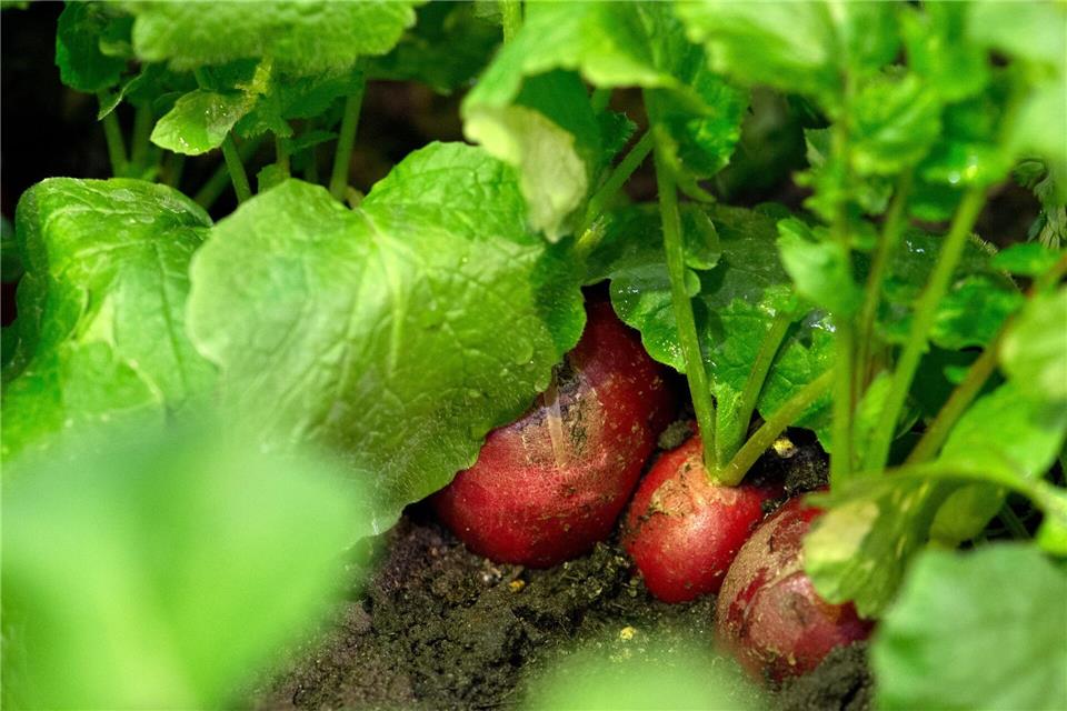 Abwechslung im Beet: Nach der Ernte sollte auf derselben Fläche möglichst eine andere Pflanzenart wachsen.Andrea Warnecke/dpa-tmn