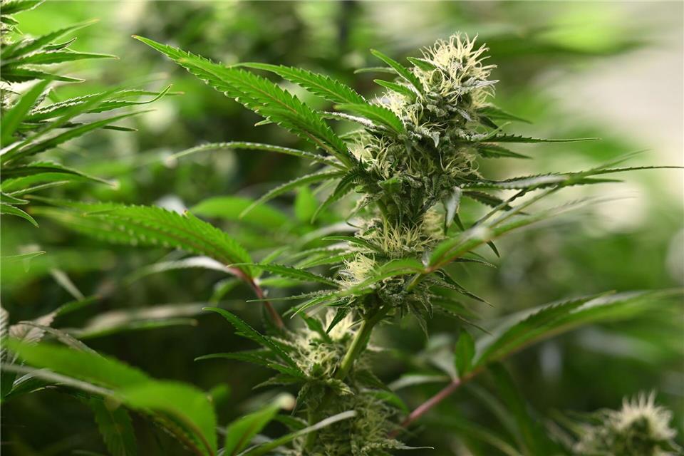 Acht Cannabis-Clubs bauen laut dem Landwirtschaftsministerium an. (Symbolbild)Martin Schutt/dpa