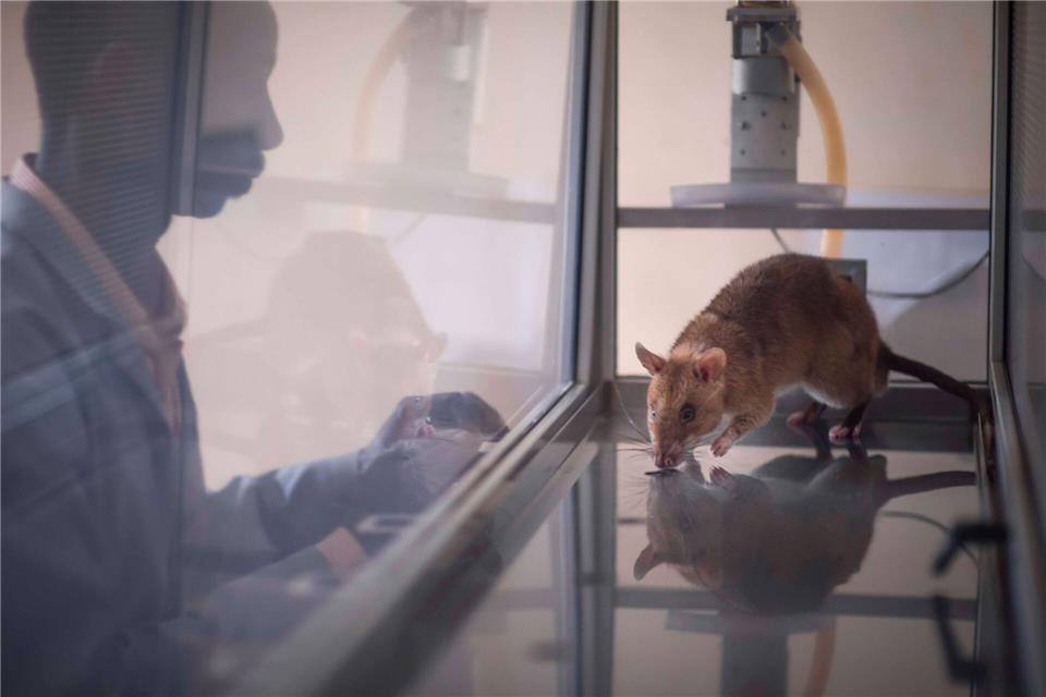 Acht der elf getesteten Ratten waren am Ende in der Lage, vier häufig geschmuggelte Arten zu identifizieren. Apopo/dpa