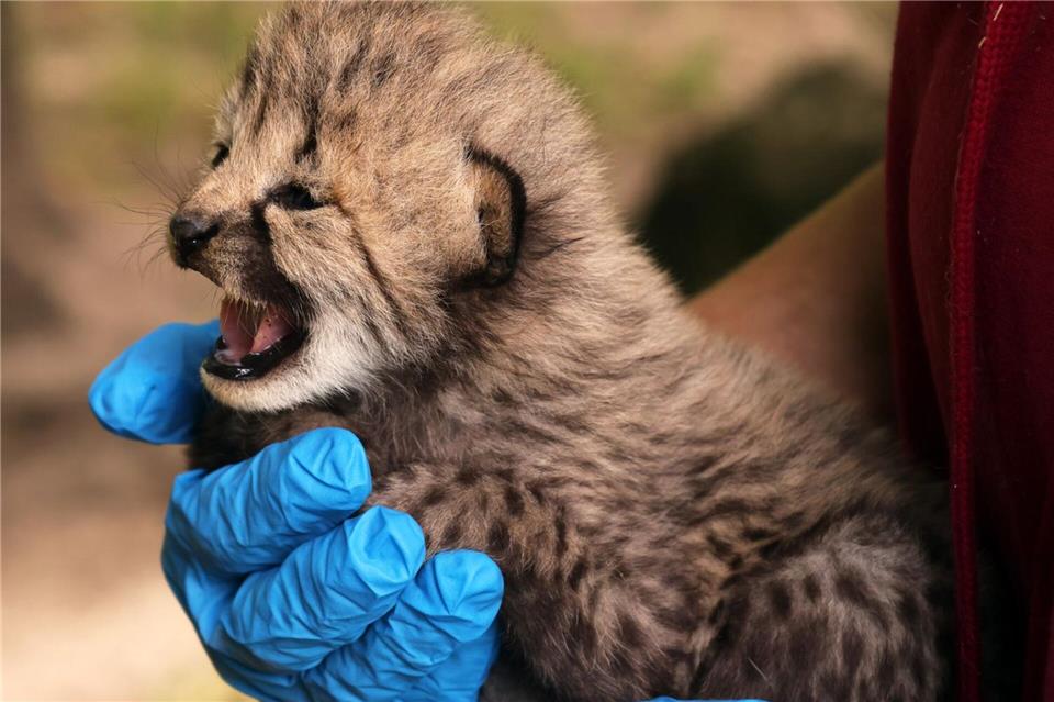 Achtung, Baby faucht: Der Geparden-Nachwuchs im Zoo in Münster meldet sich zu Wort. Arlt/Allwetterzoo Münster/dpa