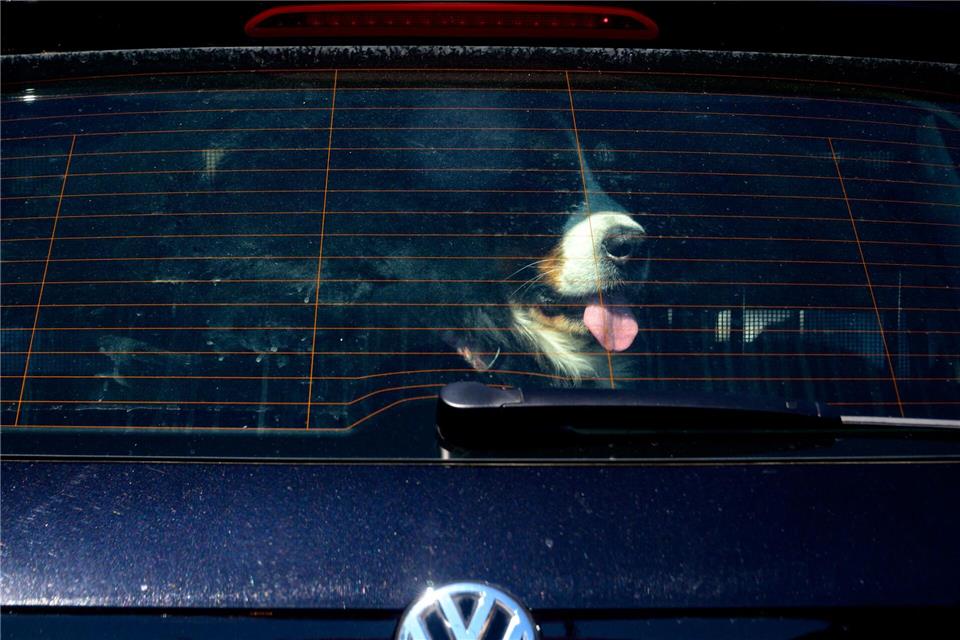 Achtung Hundebesitzer: Vierpföter sollten bei Hitze nicht im geschlossenen Auto bleiben. (Symbolbild)Axel Heimken/dpa