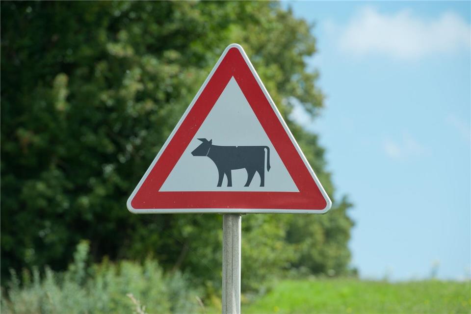 Achtung Kühe! Im Landkreis Bautzen sind zwei Tiere entlaufen. (Symbolbild)picture alliance / dpa