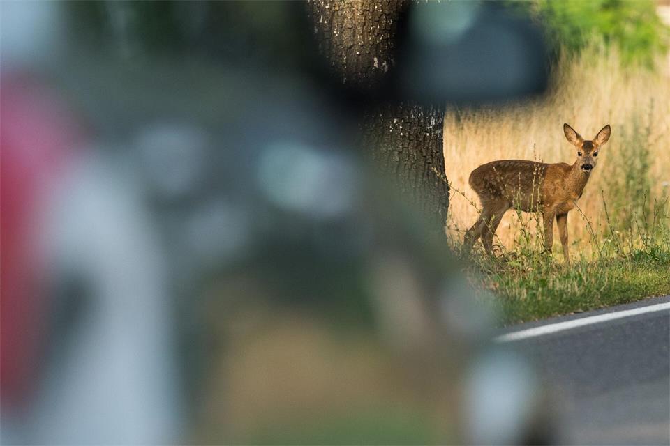 Achtung Reh! Jetzt schön langsam fahren und mit Nachzüglern im Wildwechsel rechnen.Patrick Pleul/dpa/dpa-tmn