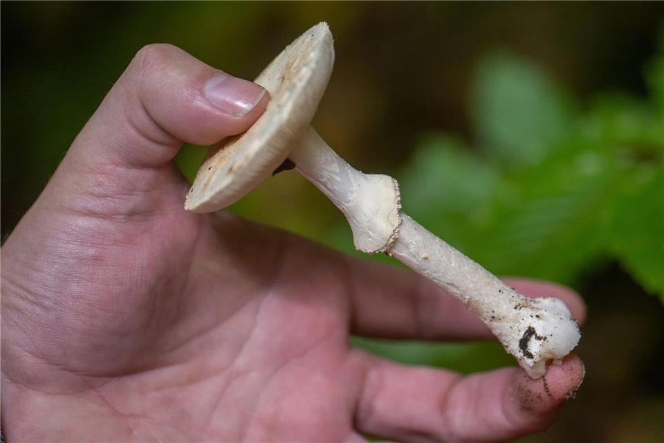 Achtung Verwechlungsgefahr: Giftige Knollenblätterpilze werden immer wieder für Champignons gehalten. (Archivbild)Harald Tittel/dpa