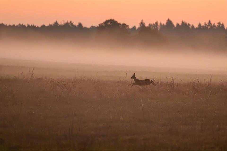 Achtung, Wildwechsel! Besonders auf Straßen durch Waldgebiete oder entlang von Feldern ist erhöhte Aufmerksamkeit geboten.picture alliance/dpa