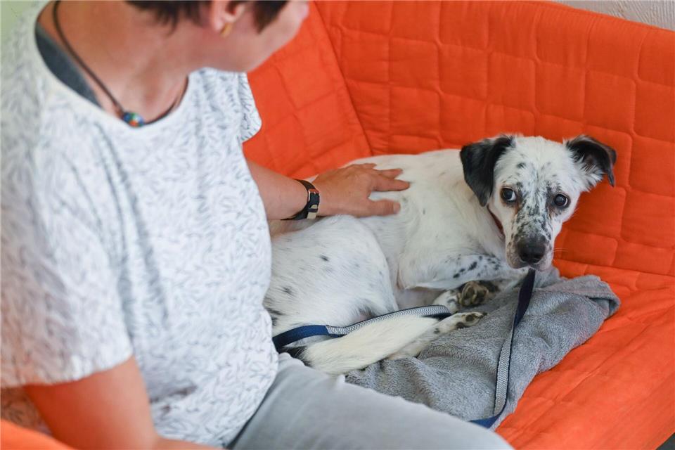 Ängstliche Hunde bekommen wegen der Böllerei zu Silvester oft Panikzustände und müssen beruhigt werden. (Symbolfoto)Patrick Pleul/dpa