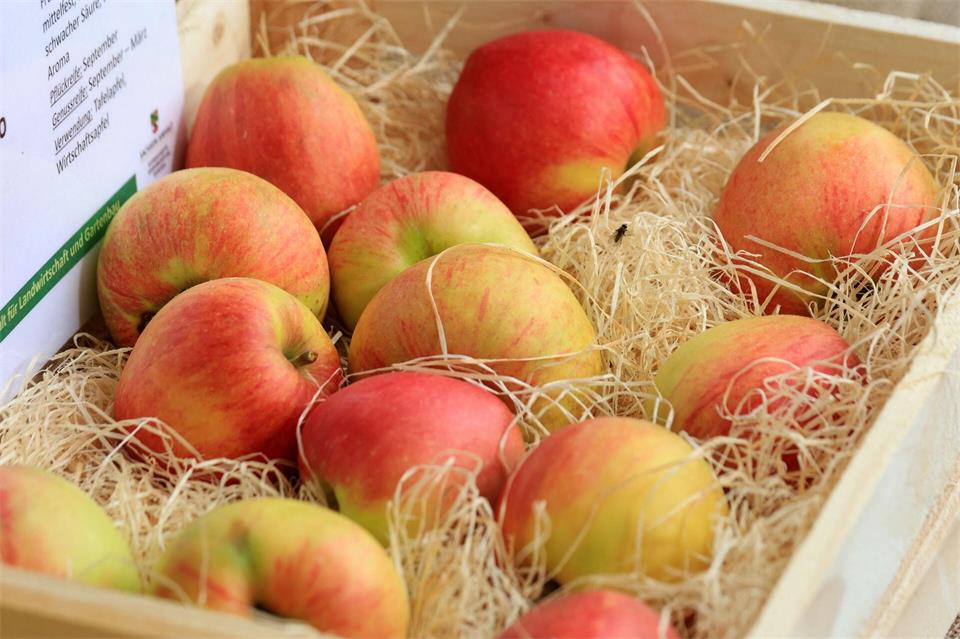 Äpfel aus einer Harzer Obstplantage liegen in einer Kiste.Matthias Bein/dpa