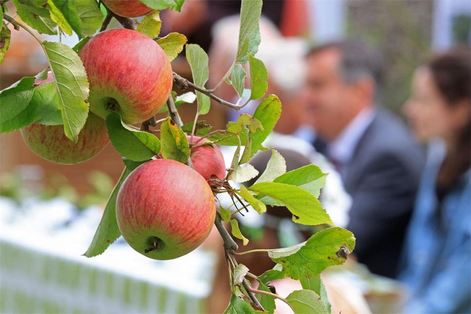 Äpfel hängen an einem Baum einer Harzer Obstplantage.Matthias Bein/dpa