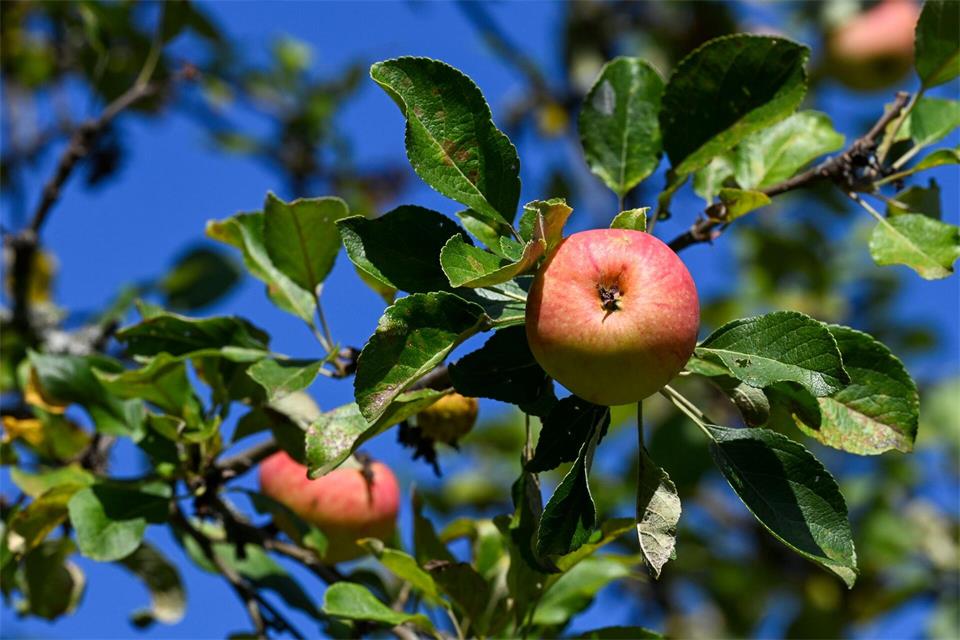 Äpfel sind das mit Abstand am meisten geerntete Baumobst in Deutschland. (Archivbild)Jens Kalaene/dpa