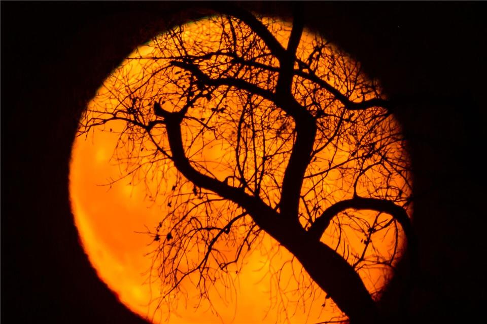 Äste eines Baumes sind vor dem rötlich leuchtenden und abnehmenden Mond am frühen Abend über der Landschaft bei Sieversdorf zu sehen.Patrick Pleul/dpa