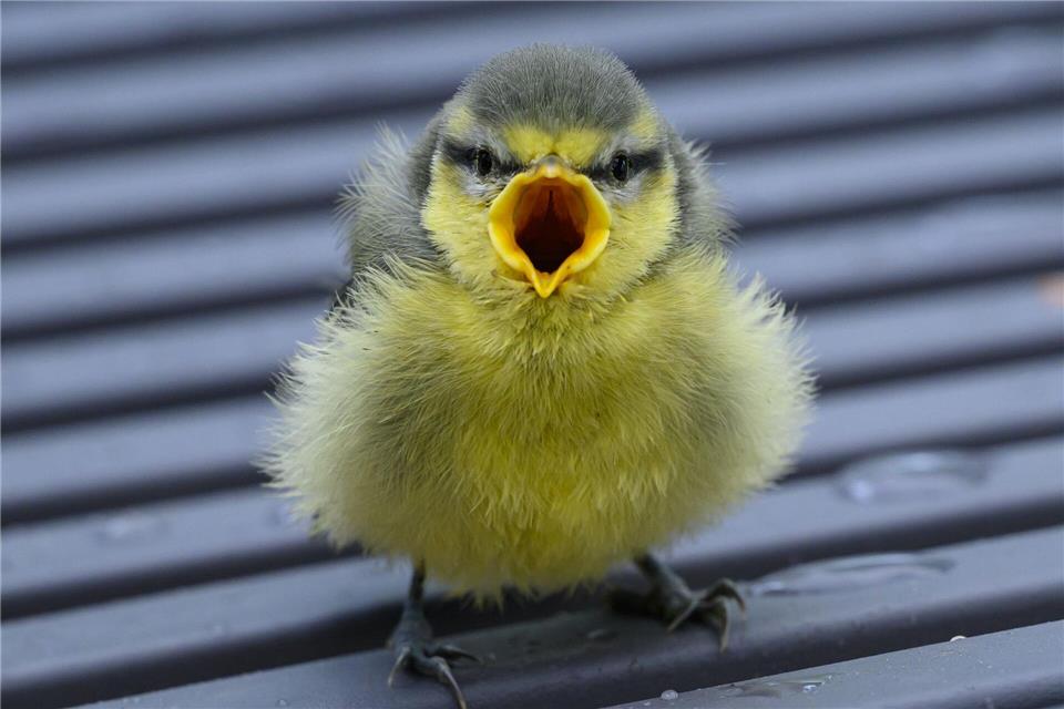Ästlinge wie diese Blaumeise sind noch nicht flugfähig, sitzen oft am Boden, betteln laut und werden noch von den Eltern gefüttert.picture alliance/dpa