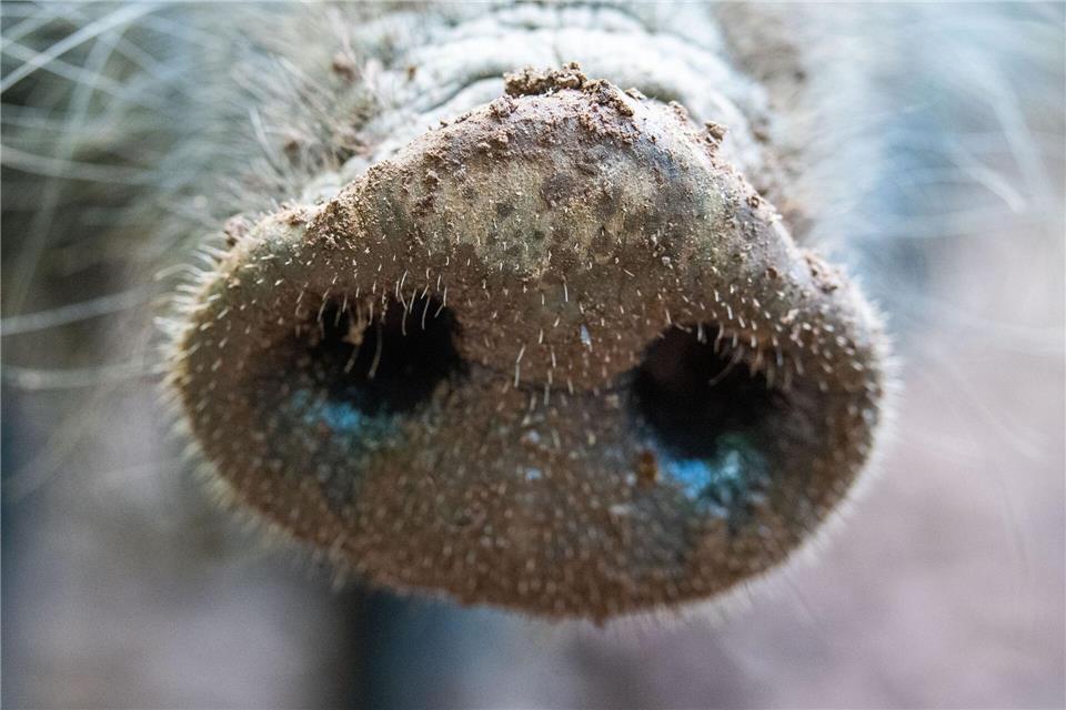 Afrikanische Schweinepest: Brandenburg hat die meisten Fälle.Lino Mirgeler/dpa