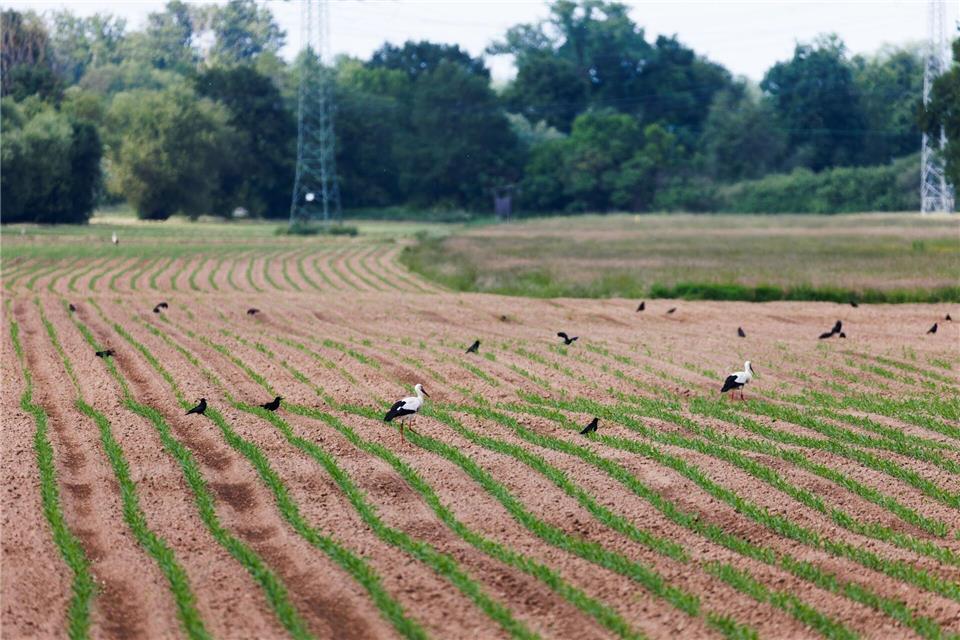 Agrarminister Hauk will Wolf und Biber ins Jagdrecht aufnehmen. Auch die Saatkrähe sei eine Belastung für Landwirte. (Archivbild)Philipp von Ditfurth/dpa