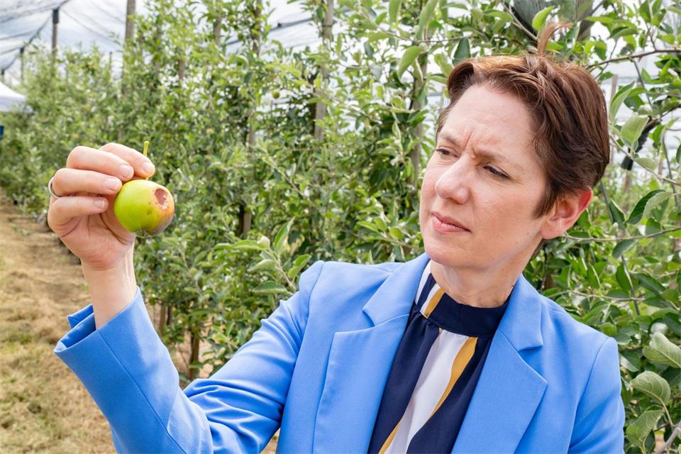 Agrarministerin Silke Gorißen (CDU) betrachtet einen von der Sonne verbrannten Apfel. (Archivbild)Benjamin Westhoff/dpa