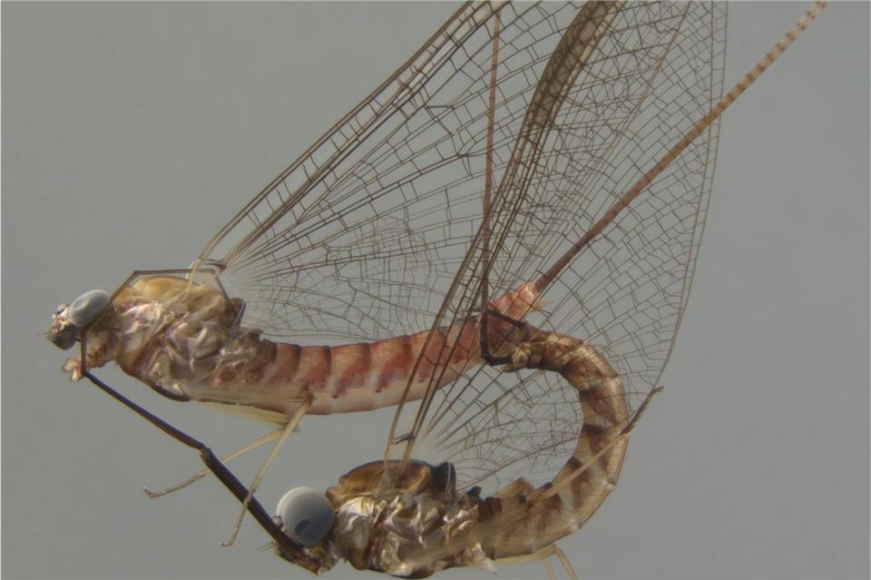 Akrobotisch unterwegs: die Eintagsfliege beim Paarungsritual.-/Naturkundemuseum Stuttgart/dpa