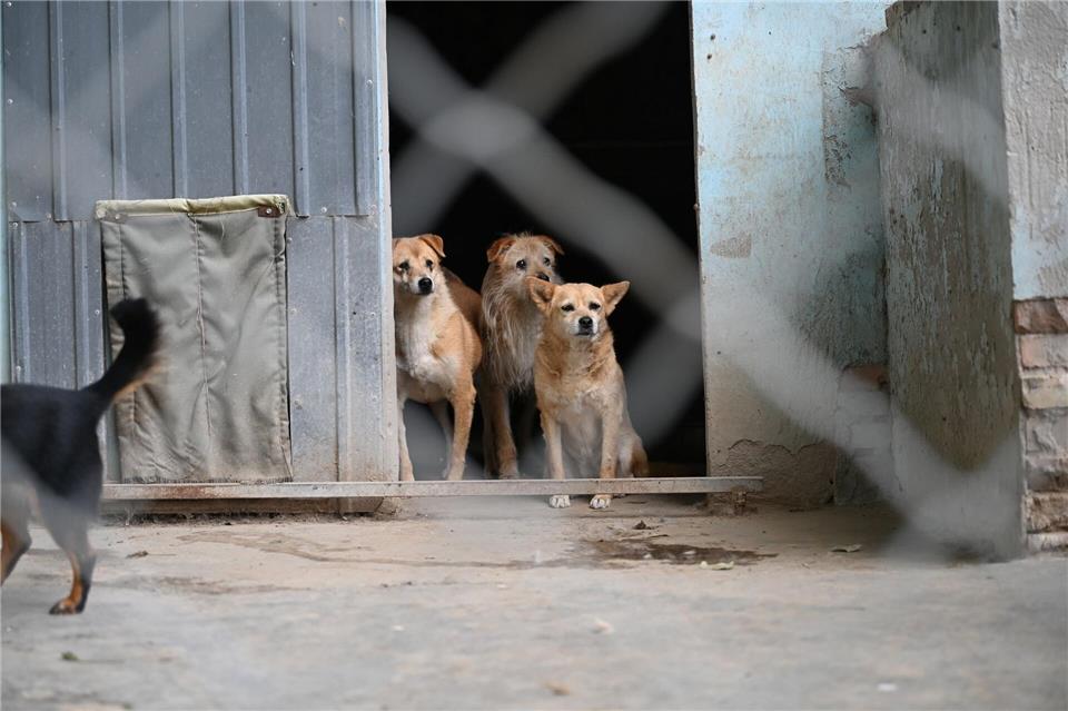 Aktivisten fordern schon länger ein landesweites Tierschutzgesetz für China. (Symbolbild) Johannes Neudecker/dpa