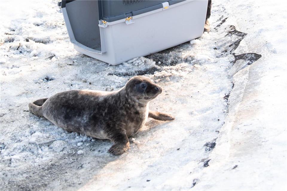 Aktuell befinden sich nach der Auswilderung der vier Jungtiere noch 18 weitere junge Kegelrobben in der Seehundstation Friedrichskoog.Daniel Bockwoldt/dpa