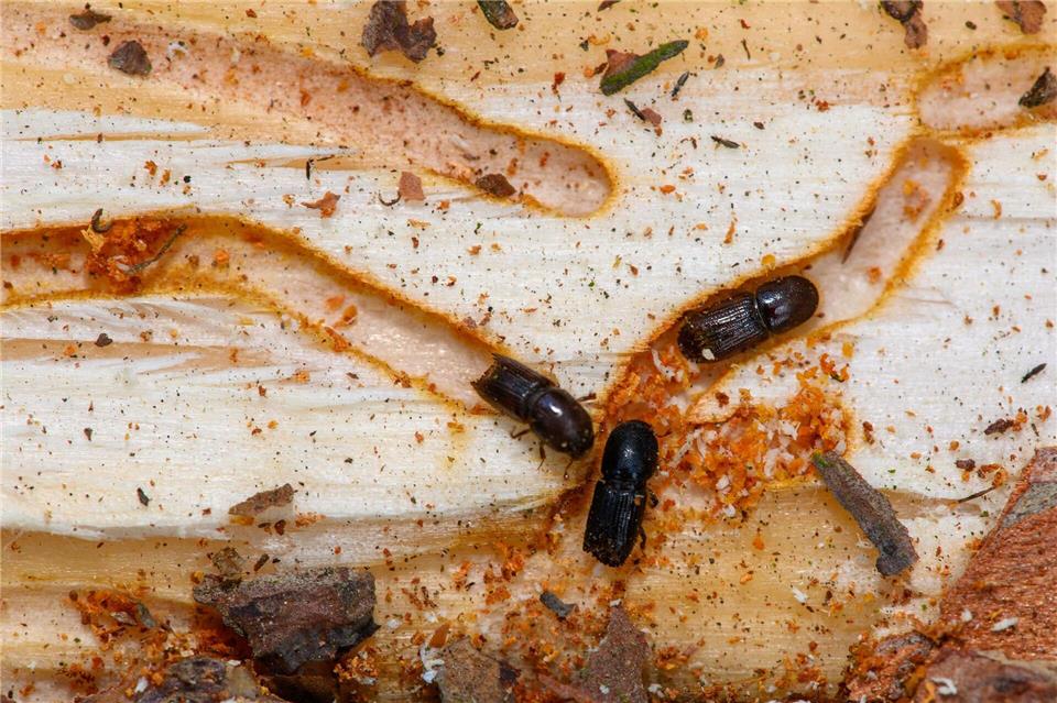 Aktuell ist die Lage in Sachen Borkenkäfer entspannt - noch. Klaus-Dietmar Gabbert/dpa