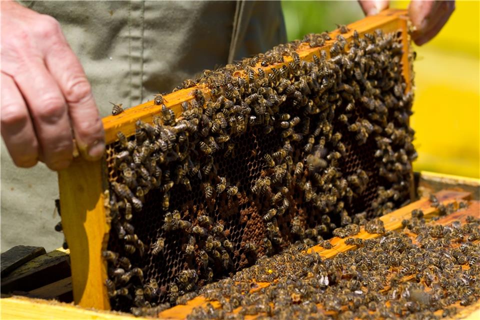 Aktuell werden in Raesfeld 300 Bienenvölker von 34 Imkern gehalten.