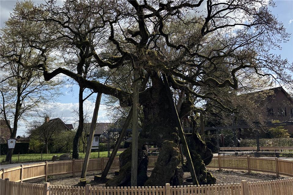 Aktuelle Schätzungen gehen davon aus, dass die Femeiche in Erle rund 900 Jahre alt ist.