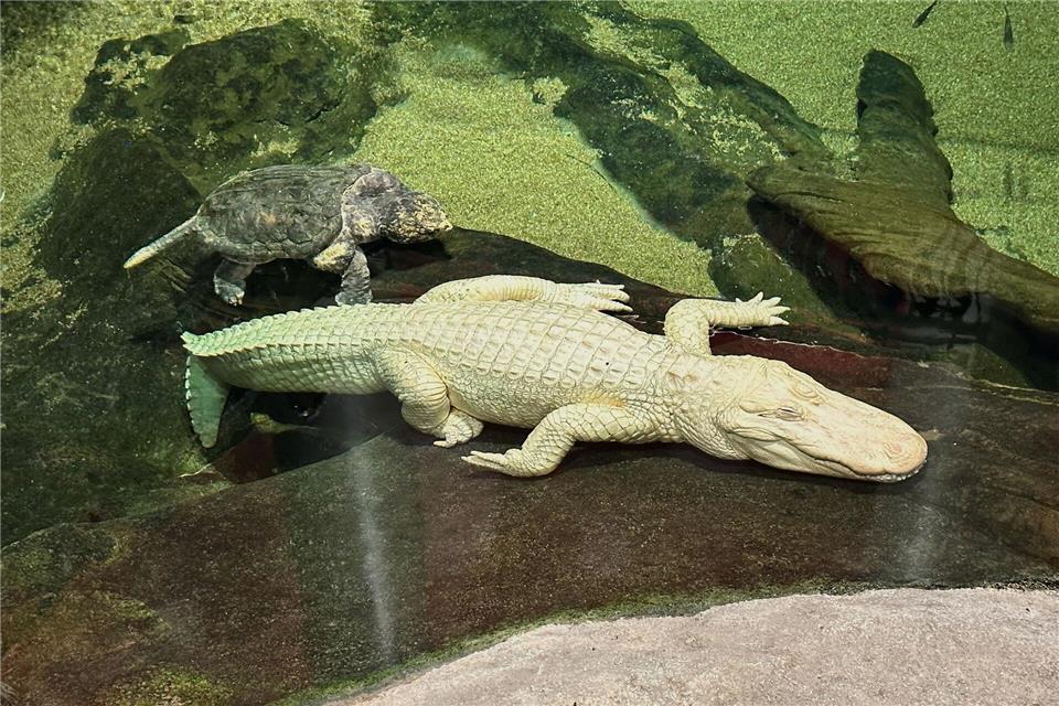 Albino-Alligator Claude lag meist regungslos auf einem beheizten Felsen oder schwamm mit Schildkröten durch sein Becken. (Archivbild)Jeff Chiu/AP/dpa