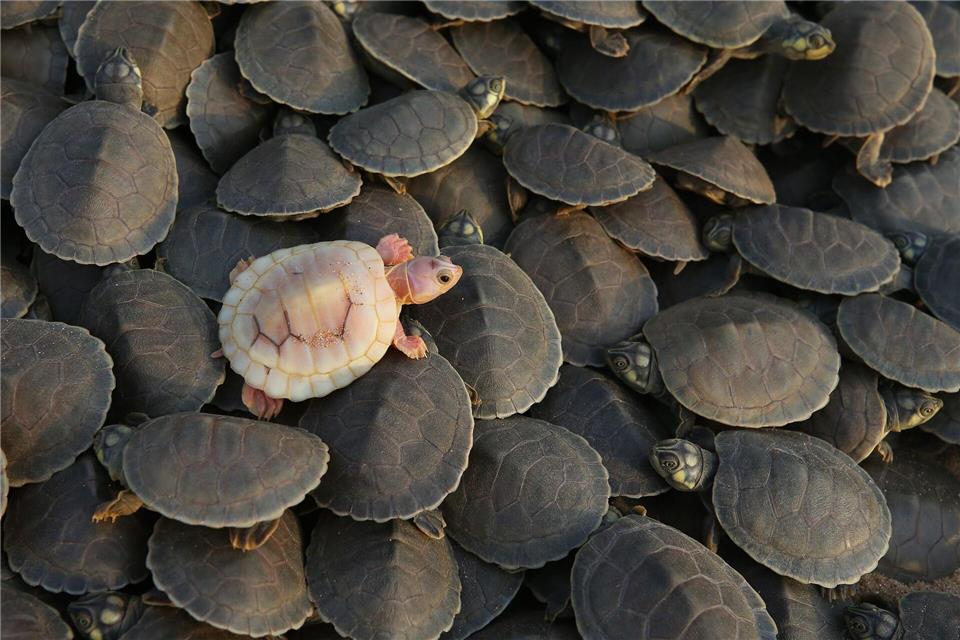 Albino-Babyschildkröte schlüpft im Amazonas-Reservat AbufariEdmar Barros/AP/dpa