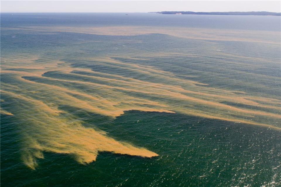 Algenblüten sind die Folge hoher Nährstoffeinträge in die Ostsee. (Archivbild)Stefan Sauer/dpa-Zentralbild/dpa