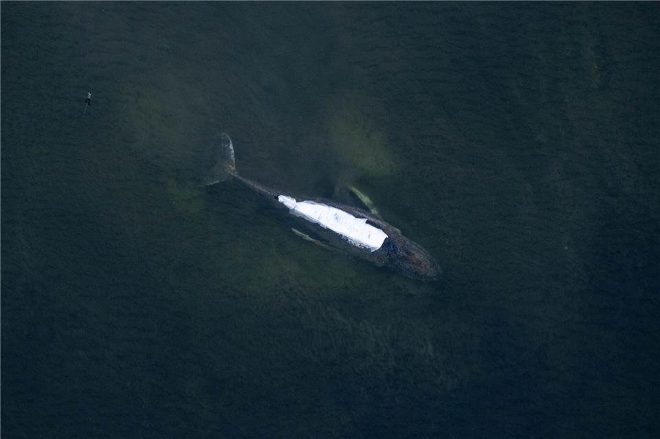 Alle Augen richten sich gen Ostsee. Doch nicht nur Wal Timmy hat Probleme.Stefan Sauer/dpa