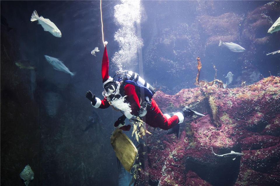 Alle Jahre wieder gibt es auch für die Fische im Großaquarium besondere Leckereien zum Nikolaustag.Christian Charisius/dpa