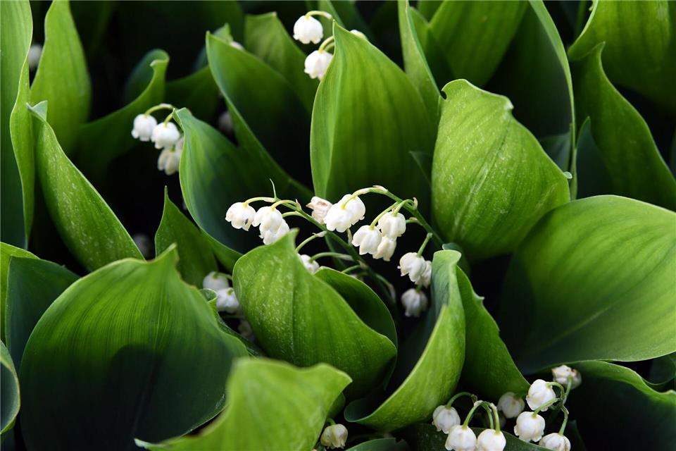 Alle Pflanzenteile des Maiglöckchens sind giftig - insbesondere aber die Blüten, Samen und jungen Blätter.Andrea Warnecke/dpa-tmn