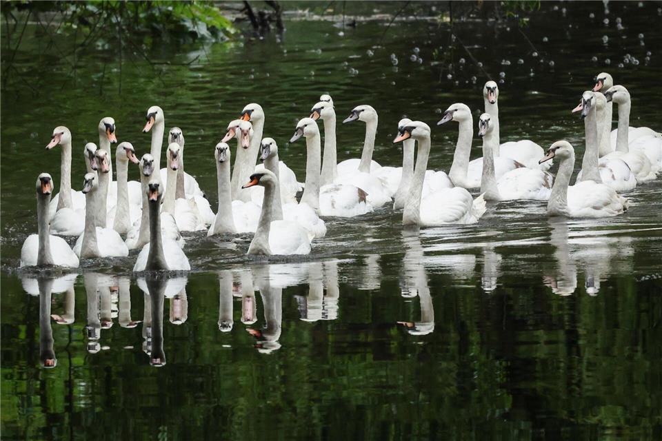 Alle gemeinsam zurück auf die Alster. Christian Charisius/dpa