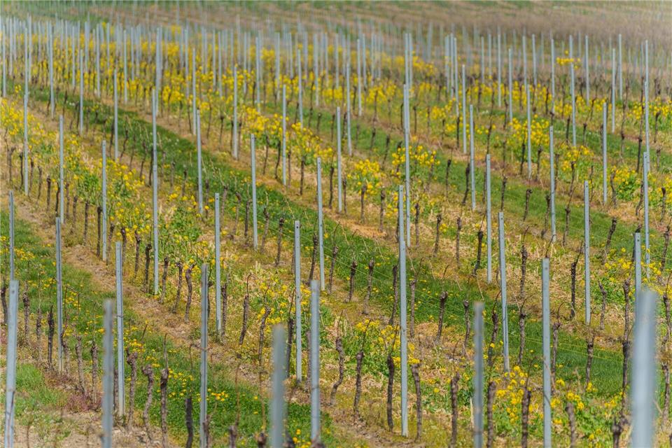 Alle zwei Rebzeilen ein Blühstreifen.Andreas Arnold/dpa