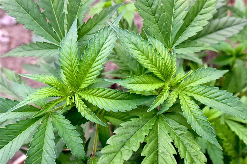Allein schon auf dem Balkon standen nach Angaben der Polizei deutlich mehr als die drei erlaubten Cannabis-Pflanzen. (Symbolbild)Patrick Pleul/dpa
