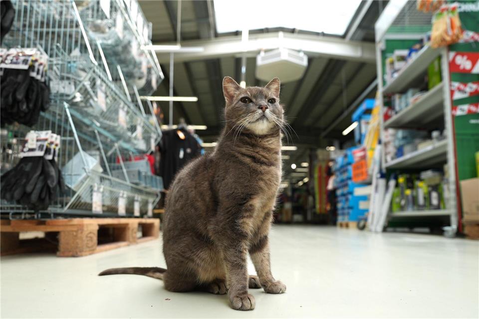 Alles im Blick - Katze „Lotti“ wohnt in einem  Baumarkt in Plön.Marcus Brandt/dpa