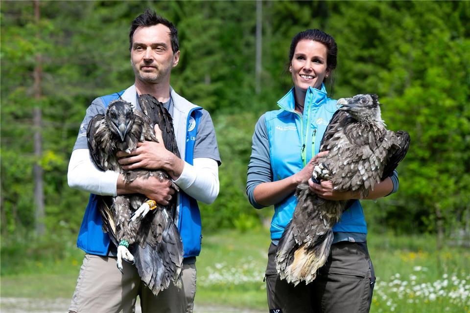 Alljährlich werden im Nationalpark Berchtesgaden zwei junge Bartgeier ausgewildert. (Archiv)  Sven Hoppe/dpa