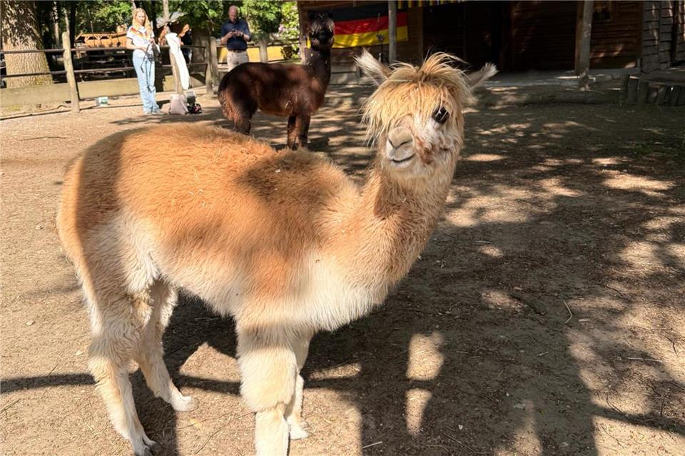 Alpaka Luna ist das BZ-WM-Orakel und sagt den Ausgang der Spiele voraus.