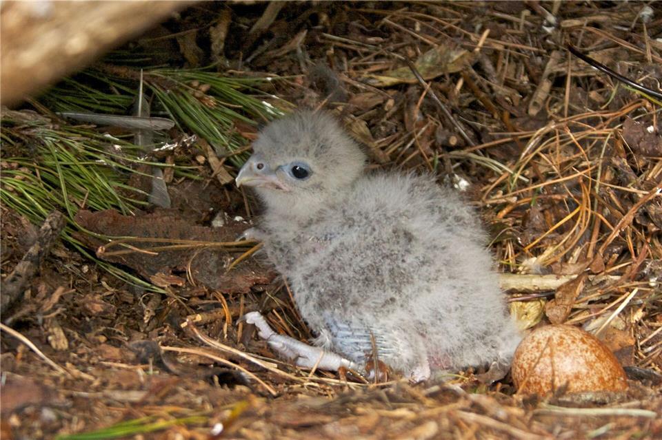 Flitzer mit Krone: Karearea ist Neuseelands Vogel des Jahres Als Küken sind Neuseelandfalken noch flaumig und hell. Steve Attwood/Forest and Bird/dpa